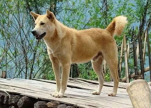 中华田园犬，称霸澳大利亚的顶级掠食者（组图） - 5