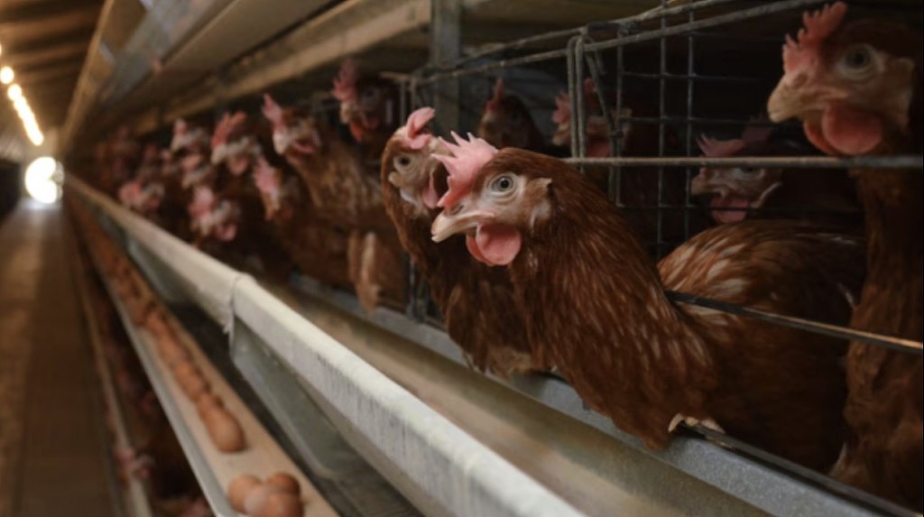 维多利亚农场爆禽流感！澳洲Coles超市买鸡蛋设限（组图） - 5