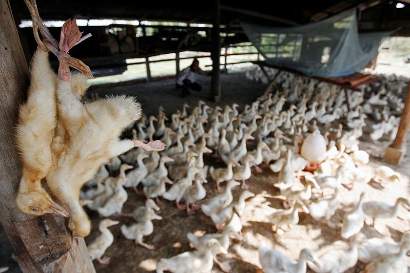 死亡率超过50%！澳洲等多国发现人感染禽流感病毒，新加坡禁止澳美家禽产品（组图） - 1