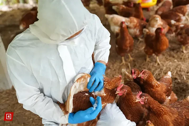 死亡率超过50%！澳洲等多国发现人感染禽流感病毒，新加坡禁止澳美家禽产品（组图） - 10