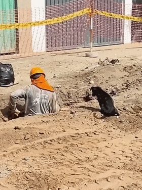 【宠物】见主人在挖土，贴心狗狗立马跑来帮忙，然而...要不你别帮了（组图） - 6