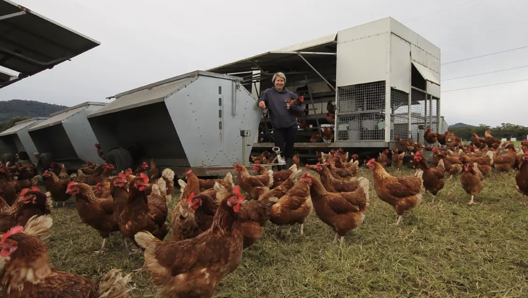 澳洲“蛋荒”开始！Coles宣布限购两盒鸡蛋，禽流感突发，60万只鸡安乐死，发现禽流感农场也生产鸡肉（组图） - 5