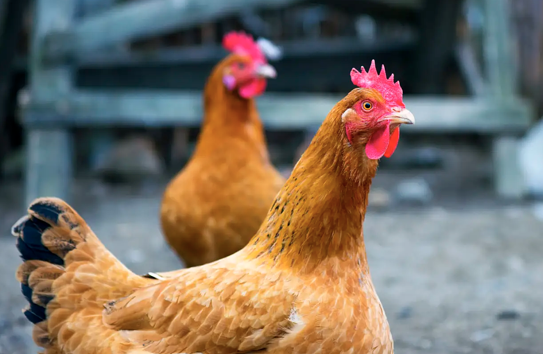 澳洲“蛋荒”开始！Coles宣布限购两盒鸡蛋，禽流感突发，60万只鸡安乐死，发现禽流感农场也生产鸡肉（组图） - 4
