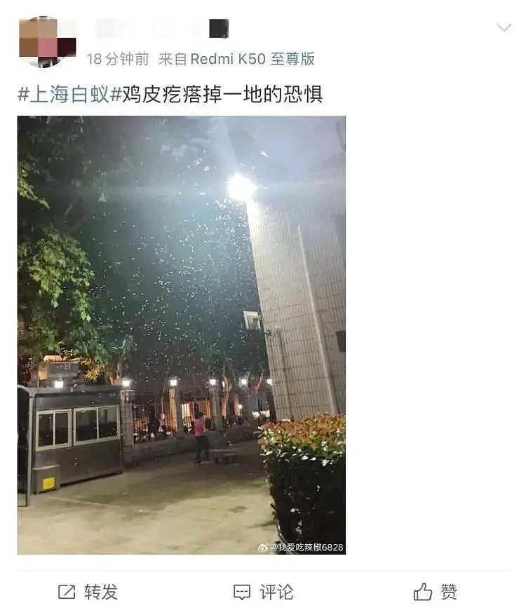 上海惊现白蚁“大爆发”！群蚁乱舞如同下雪，市民出门不敢呼吸，“张嘴能吃到10只”（组图） - 6