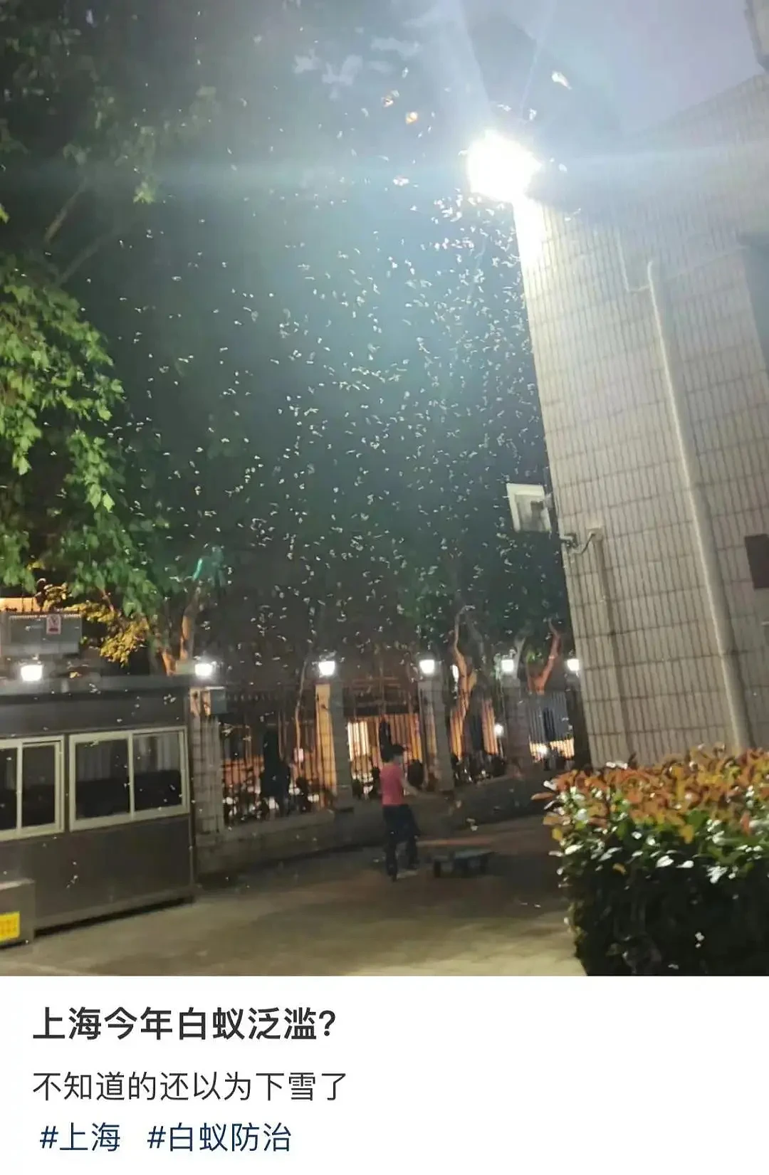 上海惊现白蚁“大爆发”！群蚁乱舞如同下雪，市民出门不敢呼吸，“张嘴能吃到10只”（组图） - 3