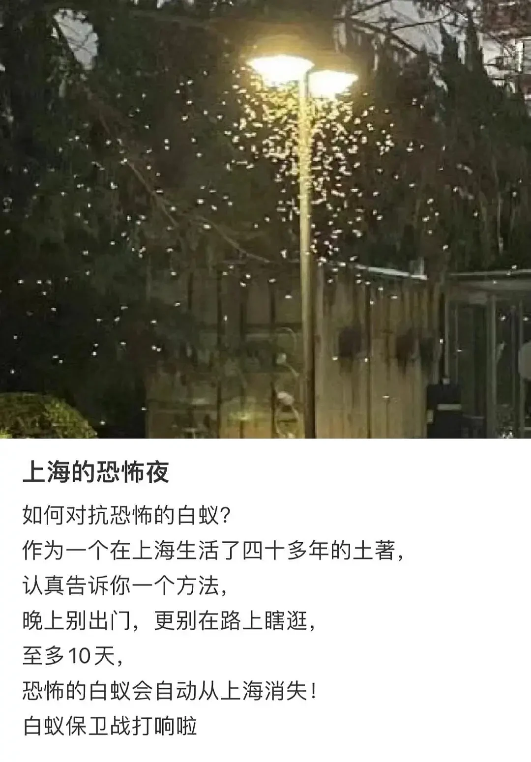 上海惊现白蚁“大爆发”！群蚁乱舞如同下雪，市民出门不敢呼吸，“张嘴能吃到10只”（组图） - 4