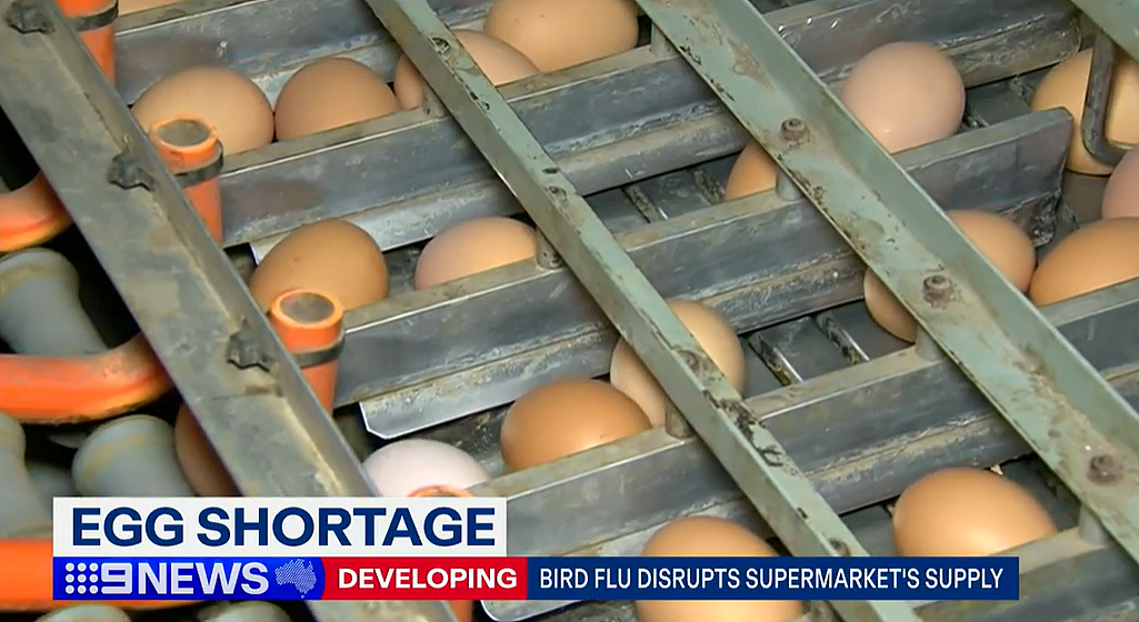 事态升级！维州数百万鸡蛋被“秘密转移”？澳洲政府发紧急通告！（组图） - 27