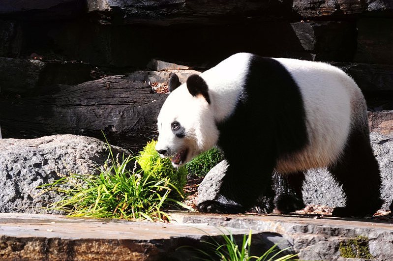中国总理相隔七年再访澳洲！李强第一站先探访旅澳大熊猫（组图） - 1