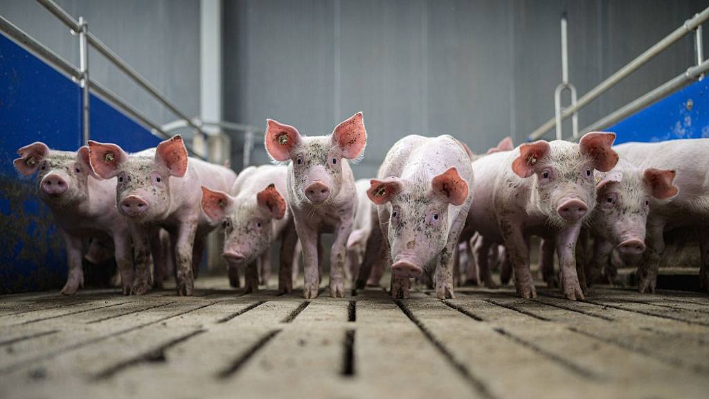 欧盟对华电动车加征关税！欧洲猪肉产业：中国倘“报复”将是噩梦（组图） - 1
