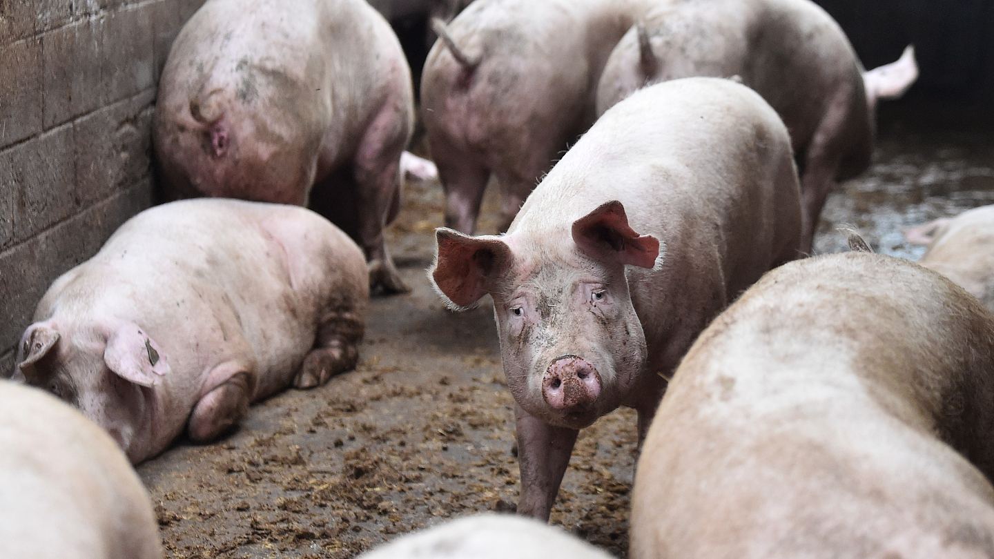 欧盟对华电动车加征关税！欧洲猪肉产业：中国倘“报复”将是噩梦（组图） - 2