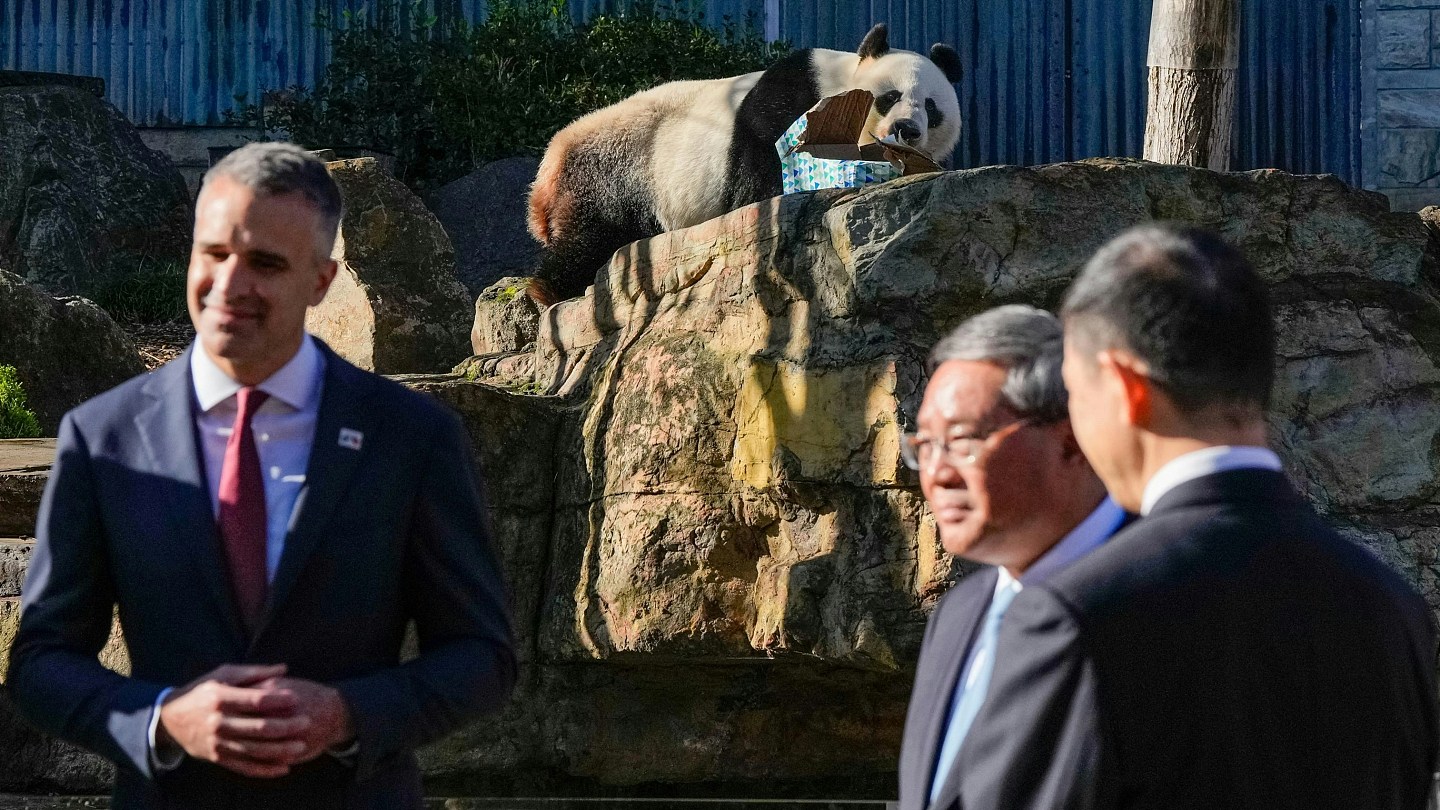 做法罕见！中国让澳洲某程度“自选熊猫”，澳媒指北京借此发讯息（组图） - 3