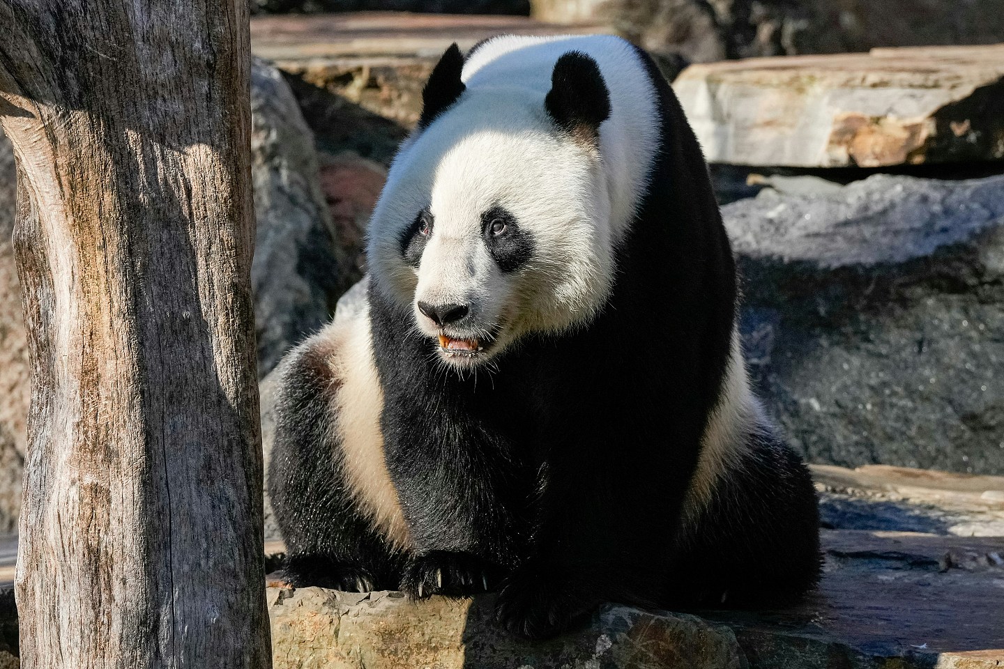 做法罕见！中国让澳洲某程度“自选熊猫”，澳媒指北京借此发讯息（组图） - 4