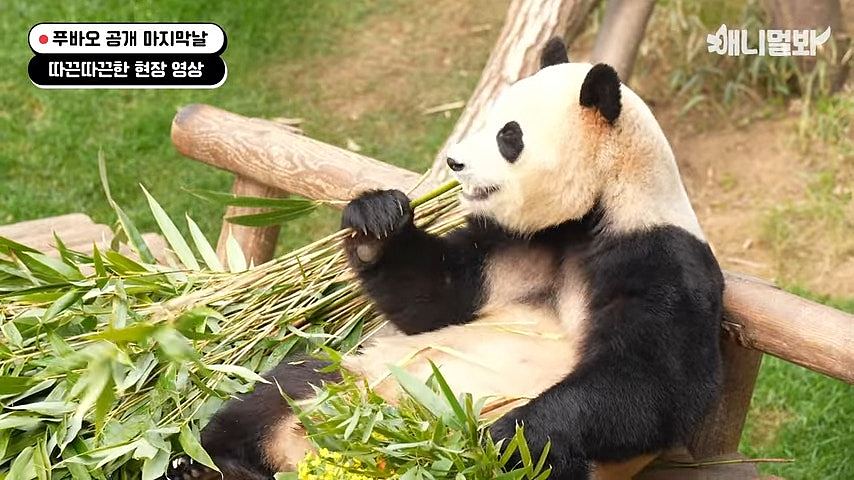 做法罕见！中国让澳洲某程度“自选熊猫”，澳媒指北京借此发讯息（组图） - 11