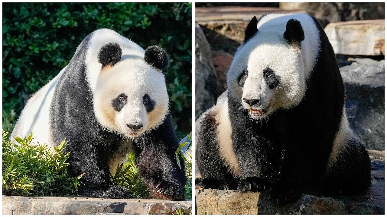 做法罕见！中国让澳洲某程度“自选熊猫”，澳媒指北京借此发讯息（组图） - 1