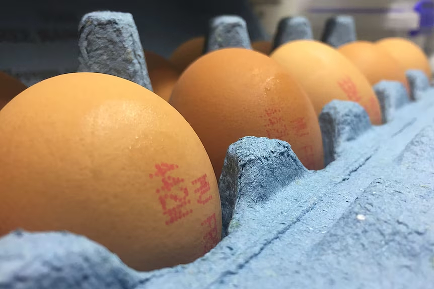 澳洲超市鸡蛋标签太多？不知道怎么选？一篇文章告诉你怎么辨别鸡蛋（组图） - 14