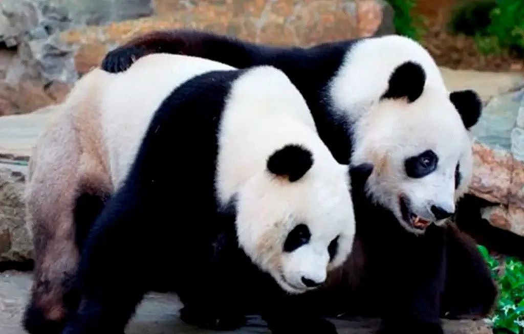 中国总理落地澳洲！预料宣布澳洲免签入境中国15天，贸易限制解除，新大熊猫来澳洲，中澳关系，即将一片大好...（组图） - 5