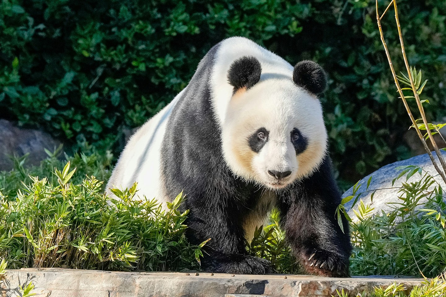 做法罕见！中国让澳洲某程度“自选熊猫”，澳媒指北京借此发讯息（组图） - 5