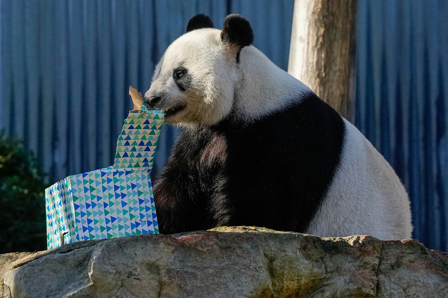 做法罕见！中国让澳洲某程度“自选熊猫”，澳媒指北京借此发讯息（组图） - 6