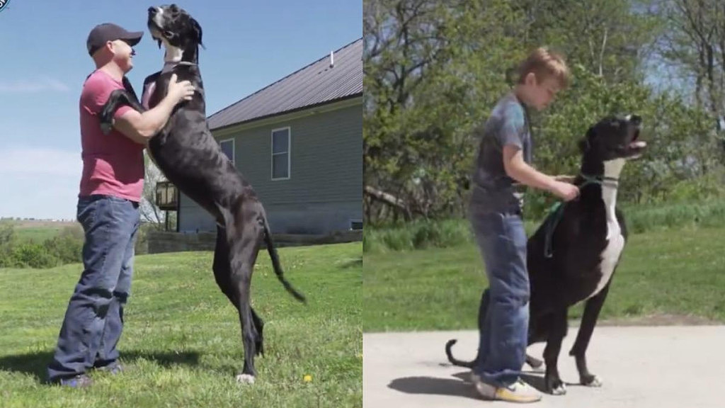 【宠物】不是马！世界最高“巨人狗”近1米！主人曝反差萌：超怕吸尘器（视频/图） - 1