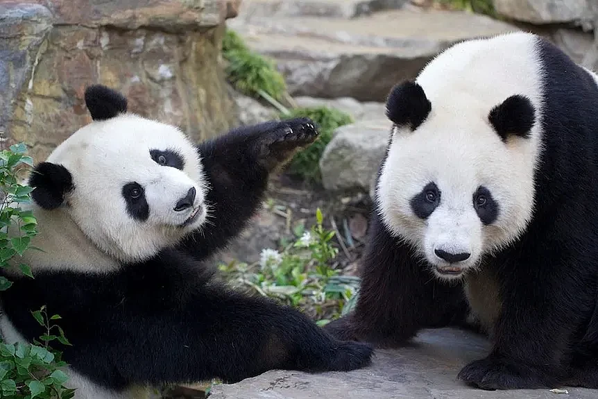 两国总理堪培拉会晤，华社欢迎队伍与抗议者激烈对峙；澳洲今后还有大熊猫吗？（组图） - 10