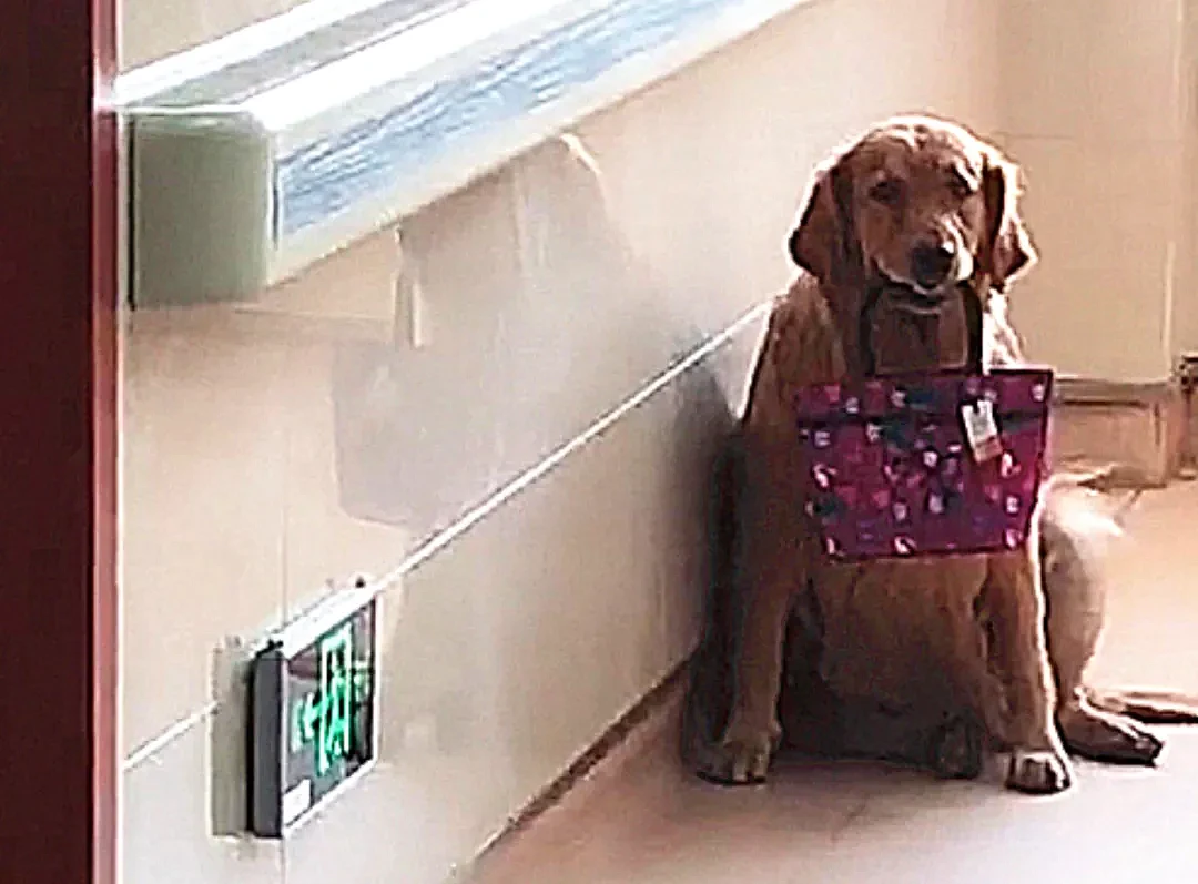 【宠物】主人得了癌症，狗狗坐在病房门口，看到嘴里叼的东西，落泪了（组图） - 4