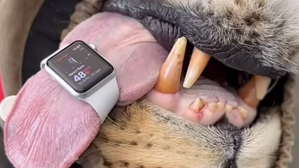 Apple Watch还能这样用？澳洲兽医绑在1部位“测狮子心率”震撼画面曝（图） - 1