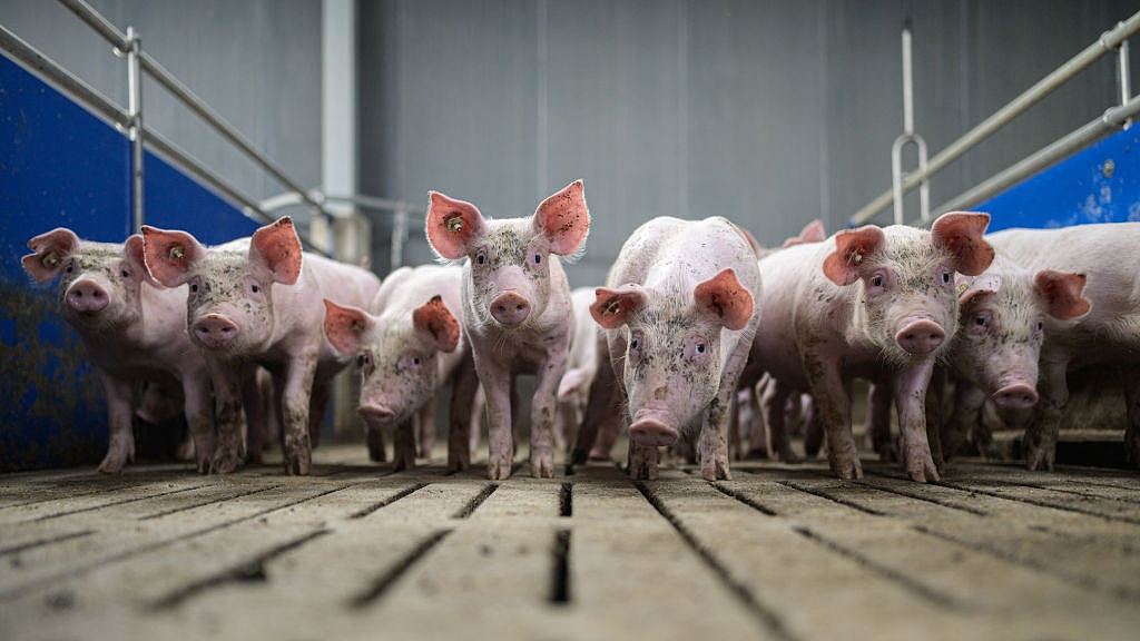 中国对欧盟猪肉发动调查，西班牙称与欧协商，丹麦业界忧受重击（组图） - 2