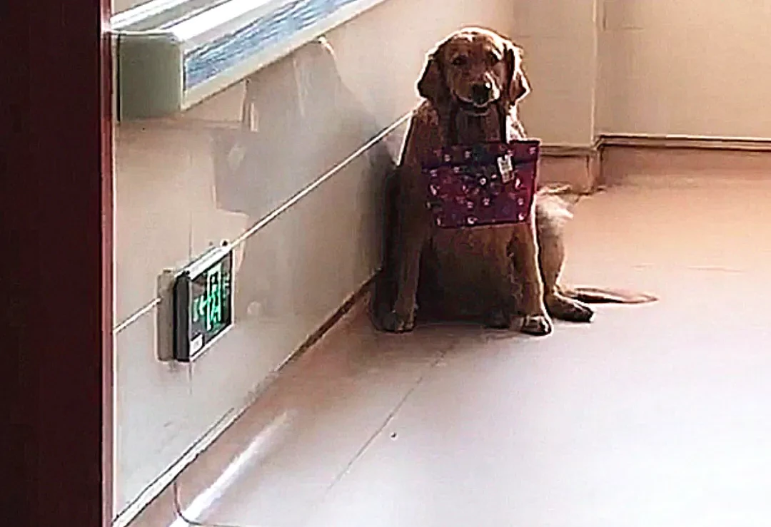【宠物】主人得了癌症，狗狗坐在病房门口，看到嘴里叼的东西，落泪了（组图） - 3