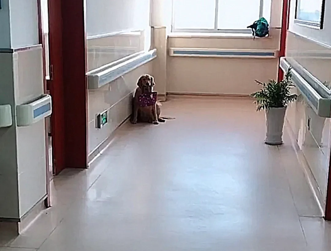 【宠物】主人得了癌症，狗狗坐在病房门口，看到嘴里叼的东西，落泪了（组图） - 2