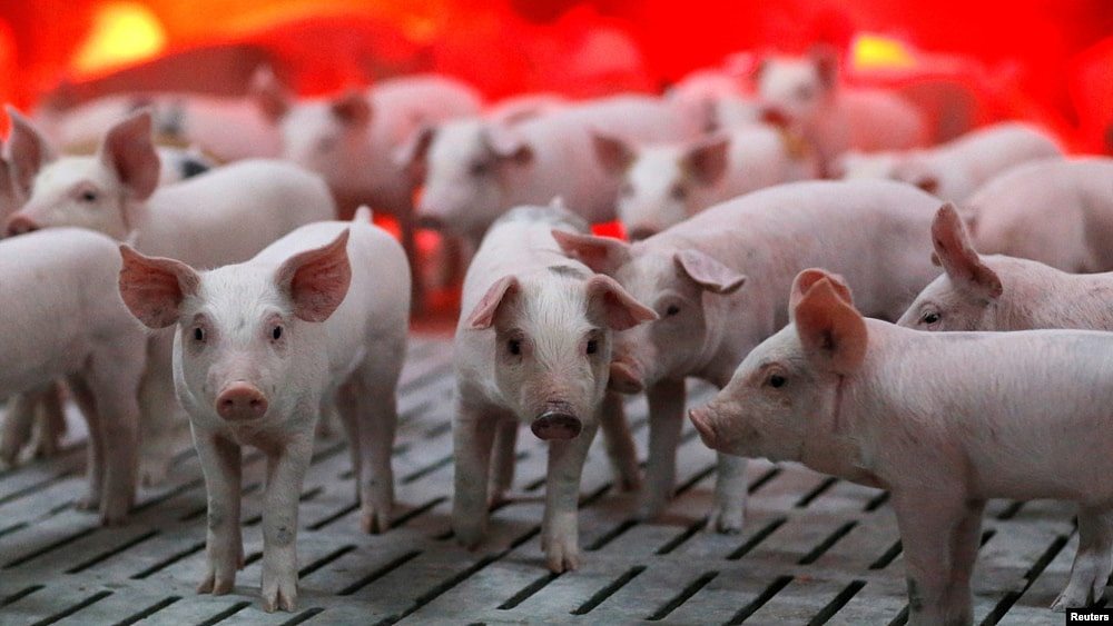 外媒：欧中贸易战升级！北京警告可能对进口欧盟猪肉征收报复性临时反倾销关税（组图） - 1