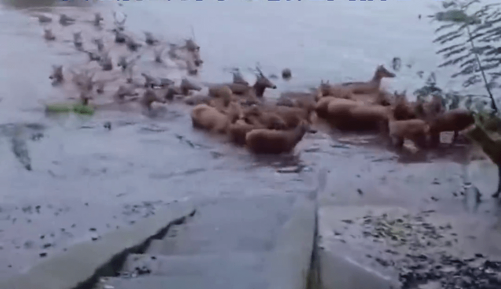 湖南暴雨：洞庭湖水涨栖息地被淹！麋鹿群上岸避洪水街头狂奔画面曝（视频/组图） - 3