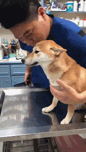 【宠物】给一条狗做了绝育后，它每天都来医院骂我...（视频/组图） - 3