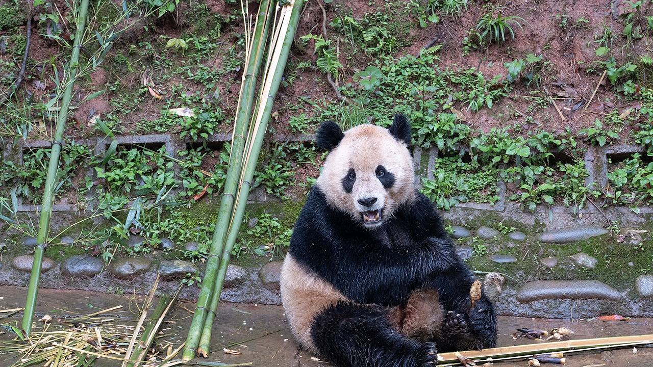 中国大熊猫云川、鑫宝抵美，准备落户圣迭戈动物园（组图） - 1