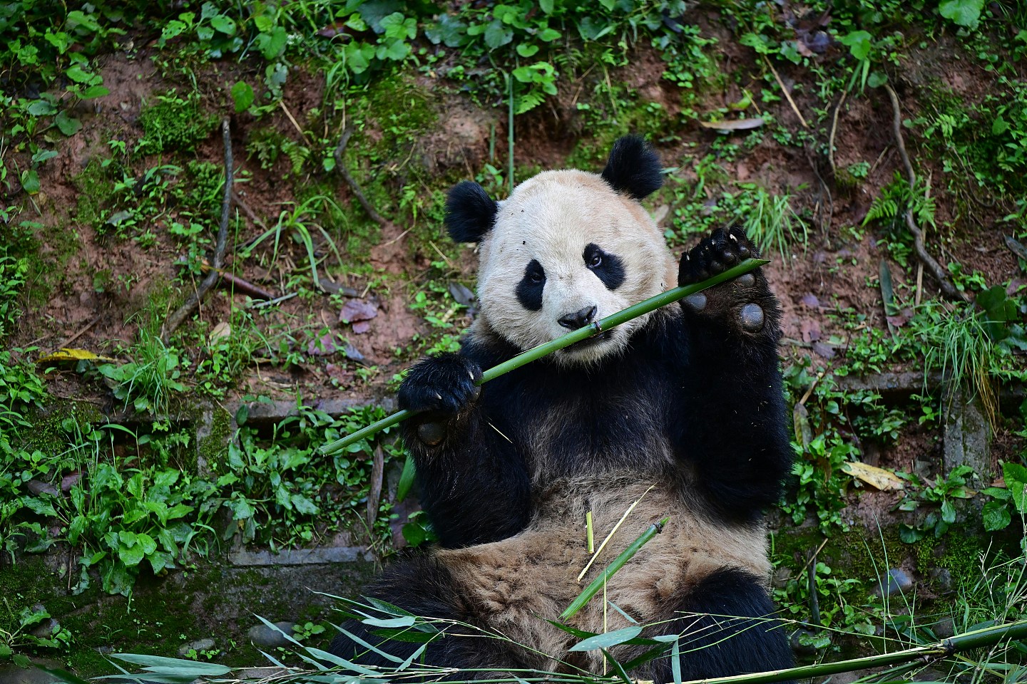中国大熊猫云川、鑫宝抵美，准备落户圣迭戈动物园（组图） - 3