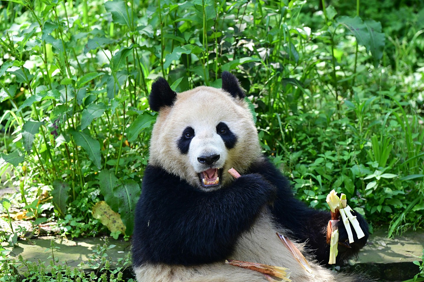 中国大熊猫云川、鑫宝抵美，准备落户圣迭戈动物园（组图） - 2
