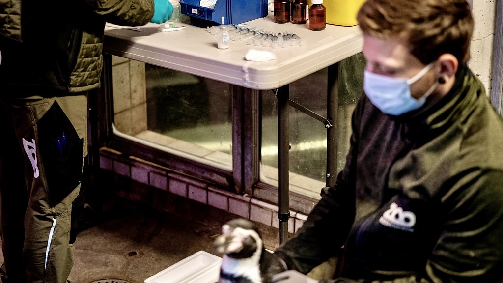 芬兰成全球首例为人类接种“禽流感”疫苗！维州曾发现首例人感染H5N1禽流感病例（组图） - 6