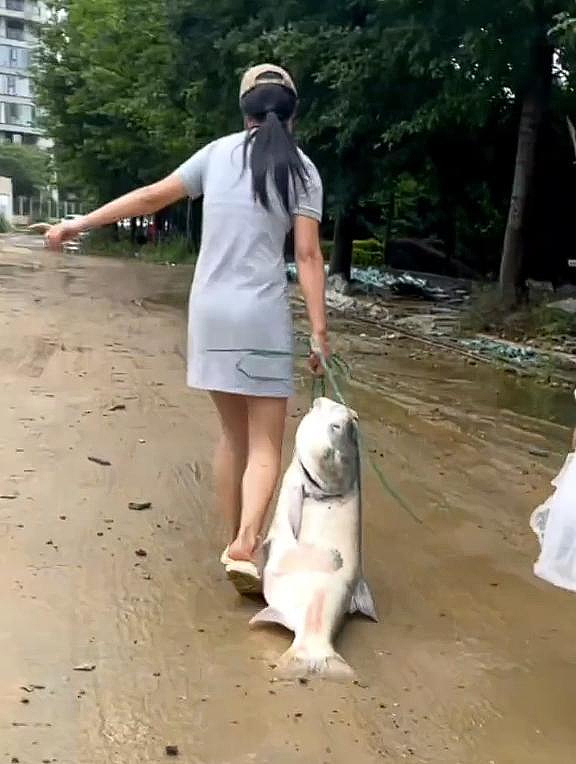 湖北女暴雨后捡1条40斤大鱼，做剁椒鱼头！能吃吗？专家发声了（组图） - 1