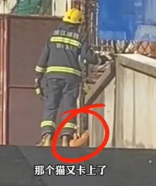 【宠物】消防员高楼救猫时，大姐看热闹吃瓜，突然眼熟：这不就是我家逆子（组图） - 17