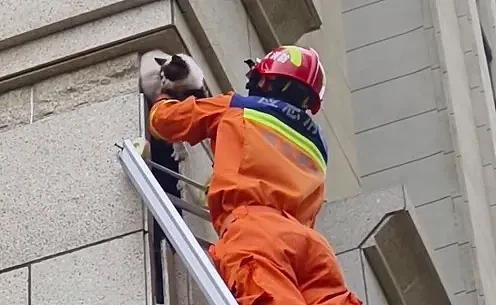 【宠物】消防员高楼救猫时，大姐看热闹吃瓜，突然眼熟：这不就是我家逆子（组图） - 4