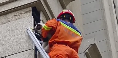 【宠物】消防员高楼救猫时，大姐看热闹吃瓜，突然眼熟：这不就是我家逆子（组图） - 7