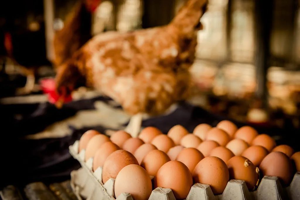 最近，悉尼华人开始囤货了！有人囤了数百个鸡蛋；麦当劳，商超都扛不住了...（组图） - 12