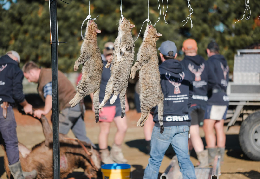 网友炸裂！新西兰举行猎猫比赛，最高奖1000刀，有儿童参与！全球争议……（组图） - 7