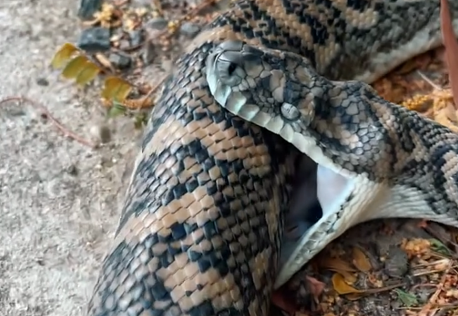 澳洲蟒蛇被车撞击！竟咬住自己死去，专家曝背后原因（组图） - 2
