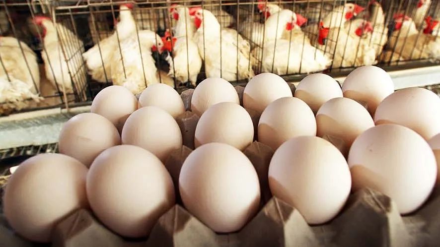 最近，悉尼华人开始囤货了！有人囤了数百个鸡蛋；麦当劳，商超都扛不住了...（组图） - 1