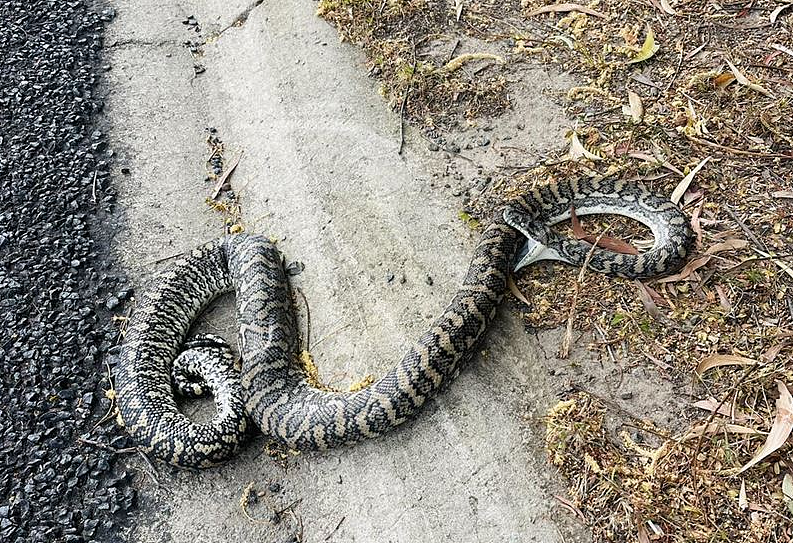 澳洲蟒蛇被车撞击！竟咬住自己死去，专家曝背后原因（组图） - 1