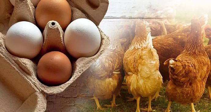 最近，悉尼华人开始囤货了！有人囤了数百个鸡蛋；麦当劳，商超都扛不住了...（组图） - 2
