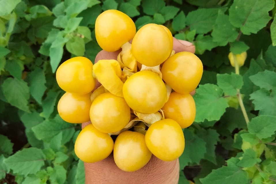 今年价格涨至40元一斤，“又土又洋气”的美国黄金莓，咋也成了奢侈水果?（组图） - 5