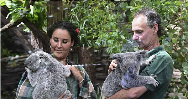 澳洲动物园防无尾熊压力大，不再提供“抱抱体验”（组图） - 3