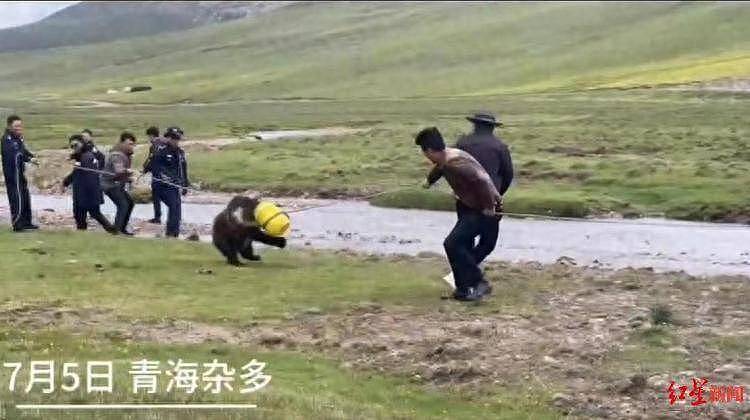 【宠物】300斤棕熊偷吃粮食头被卡塑料桶，警民联手营救，当时“人和熊都很紧张” （视频/组图） - 1