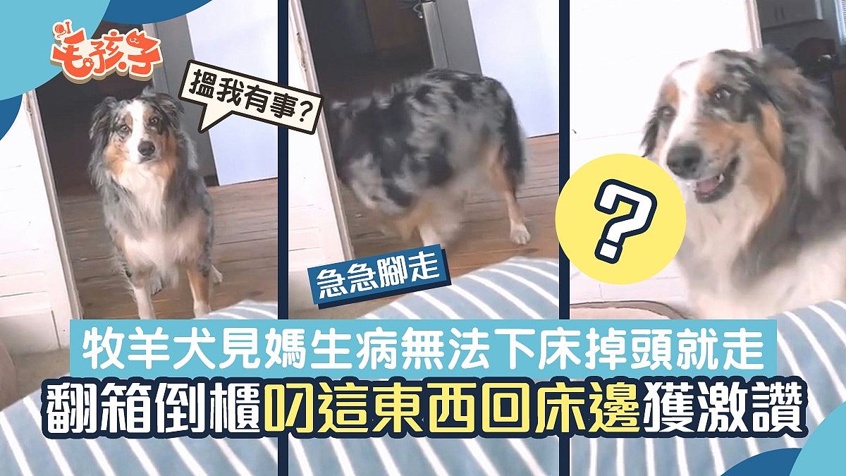 【宠物】独居女主突然生病没法下床：澳洲牧羊犬化身看护更有一举动获网民激赞（组图） - 1